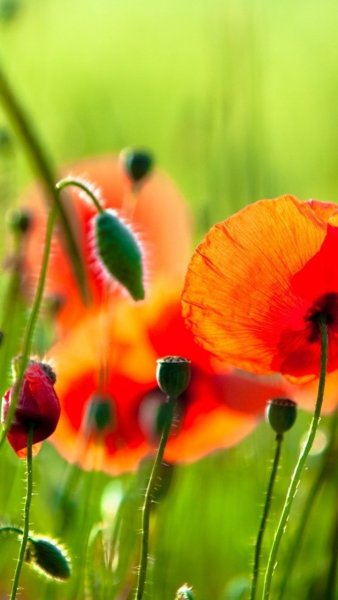 Летние цветы обои