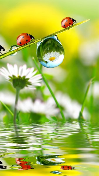 Фотографирует на телефон