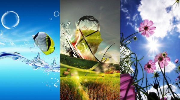 Красивые ромашки на рабочий стол