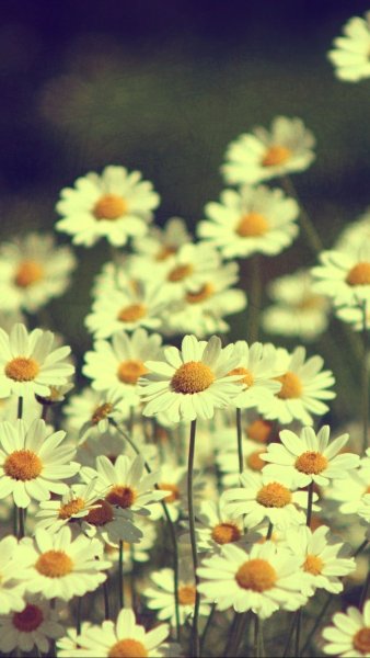 Парадиз остров Карибского моря