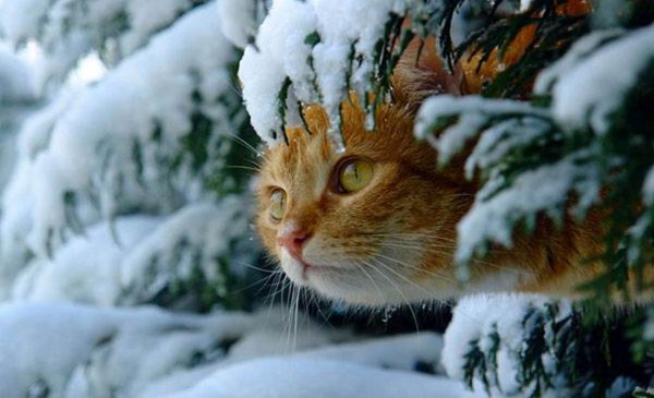 Снежное утро