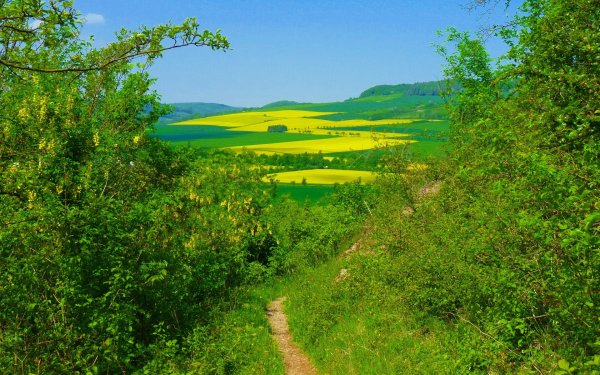 Летняя природа