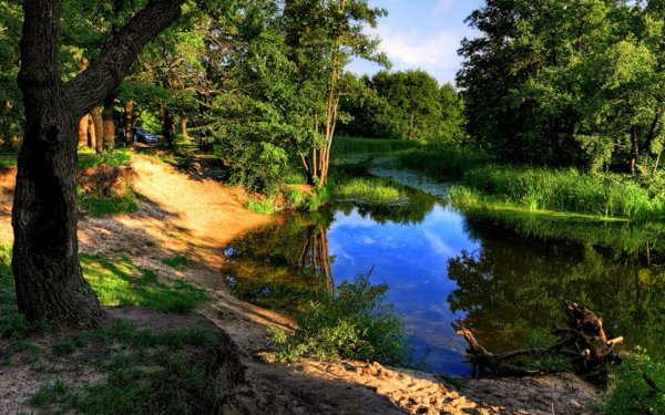 Природа лес река