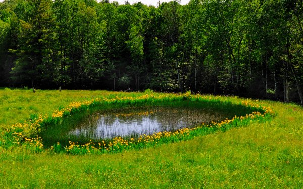 Зеленый пруд Бианки