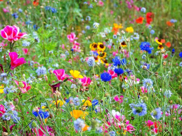 Лето в России