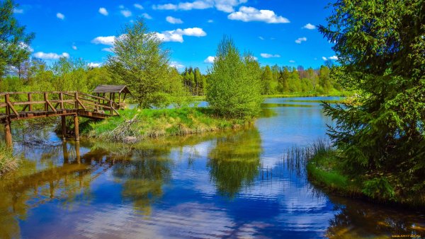 Природа лес речка