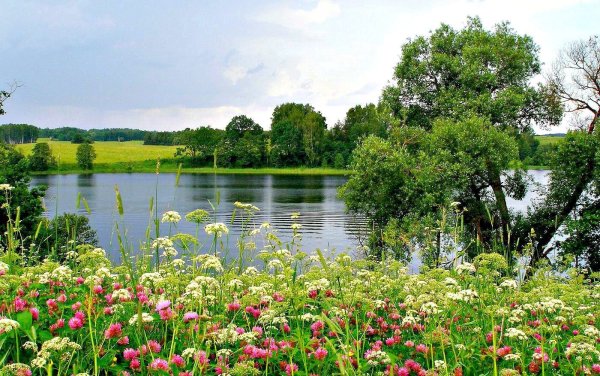 Лето лес река