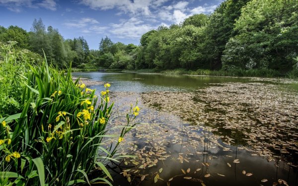 Река деревня лето Смоленская