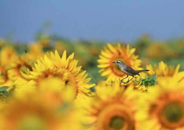 Доброе утро воскресенье природа лето