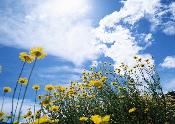 Природа летом