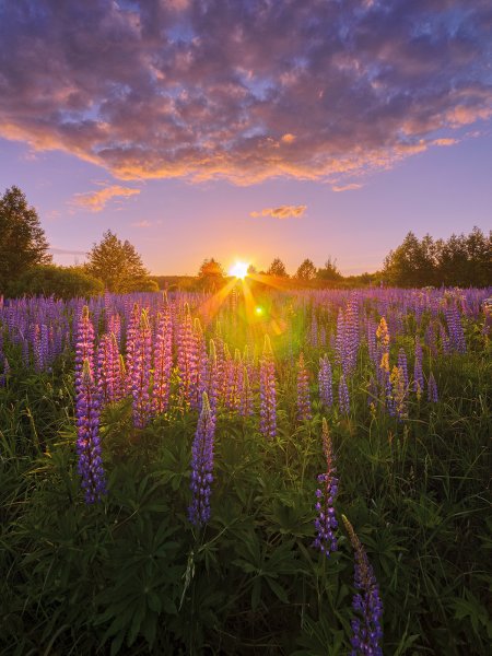 Красивый летний закат