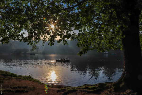 Полевые цветы на рассвете