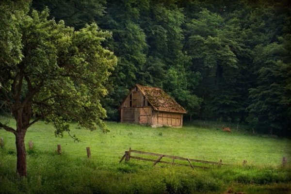 Изба на опушке леса