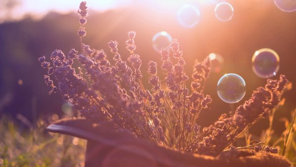 Утреннее волшебство