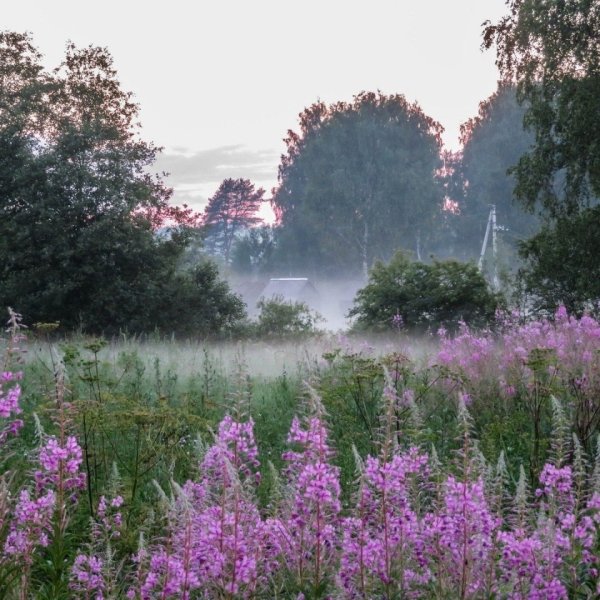 Летнее утро в деревне