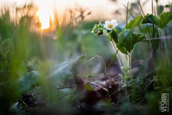 Утренние цветы