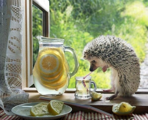 Фотограф Елена Еремина Симба