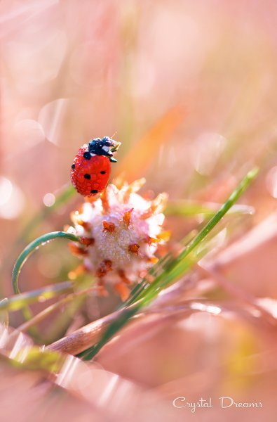 Корзина полевых цветов