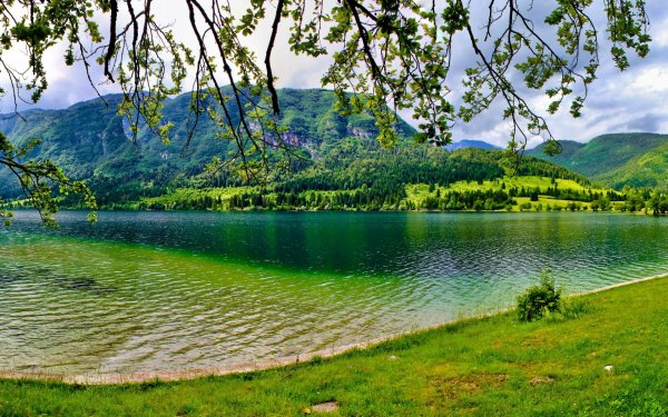 Лесная река