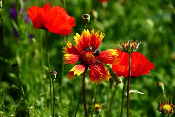 Яркие краски лета