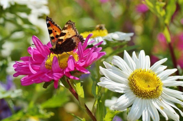 Яркие краски уходящего лета
