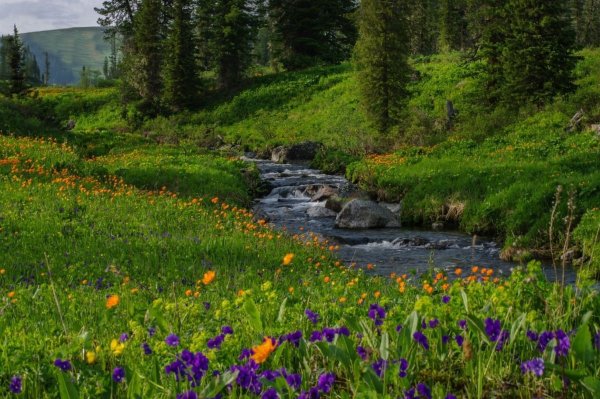 Природа красками лето