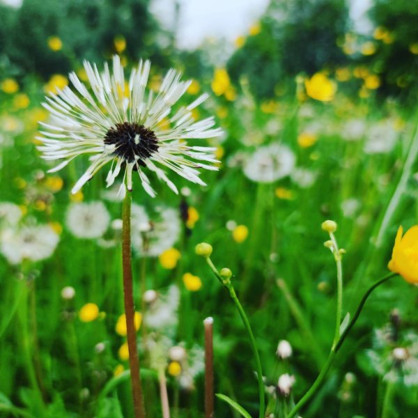 Луг с бабочками