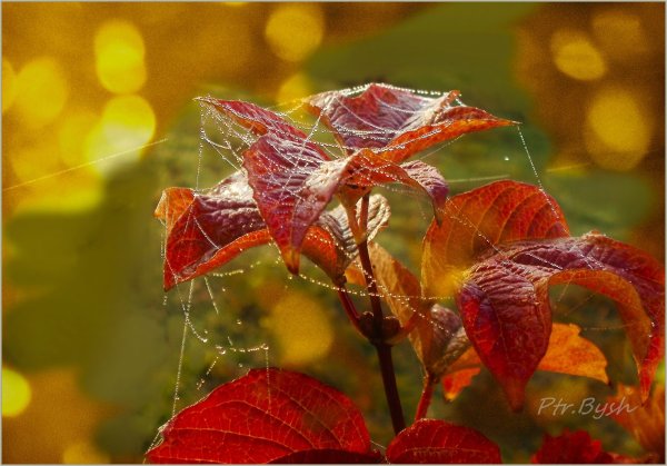 Доброй осени бабьего лета