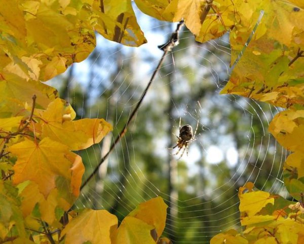 Доброе утро осень бабье лето