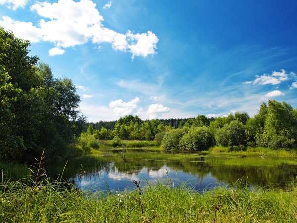 Пейзаж лето