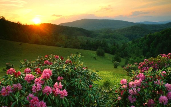 Цветы в горах