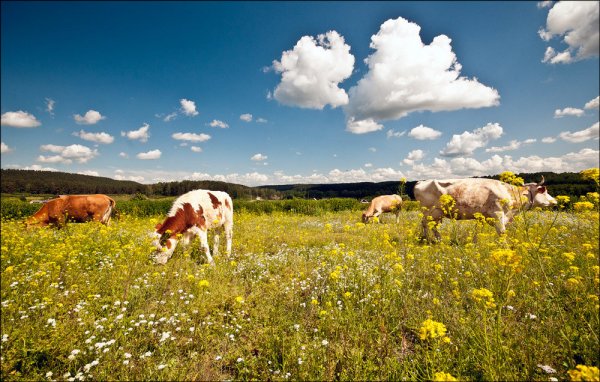 Коровы на лугу деревня