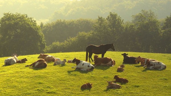 Корова плюс кобыла