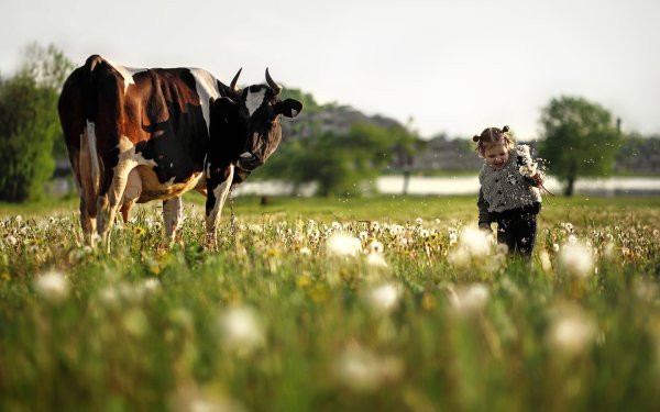 Коровы в деревне