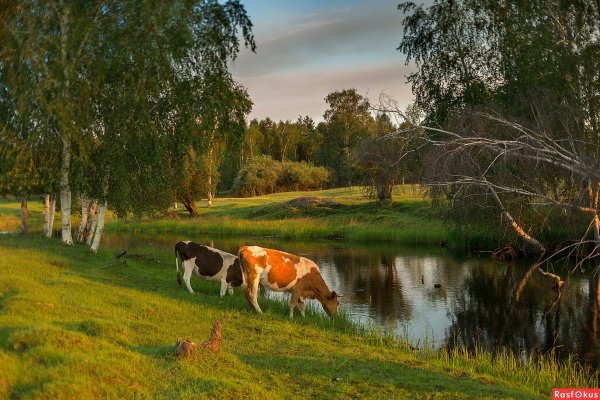 Природа деревня корова