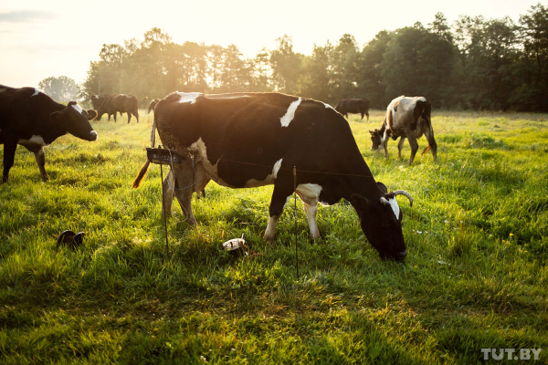 Стадо коров в деревне
