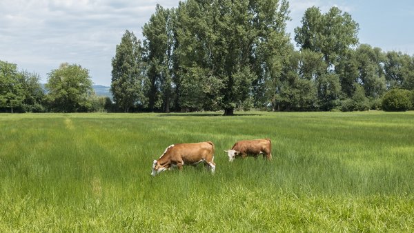Луг с коровами