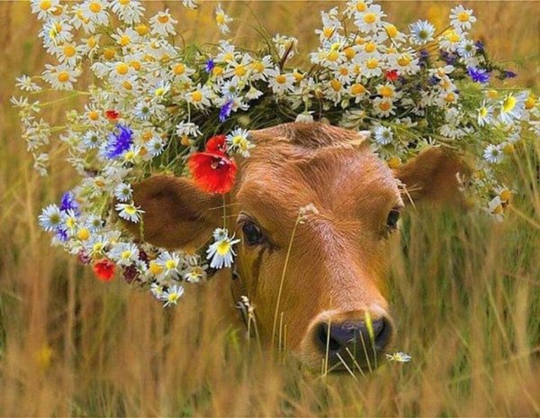 Красивая корова