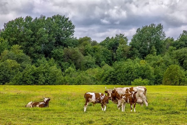 Скот пасется на лугу деревня