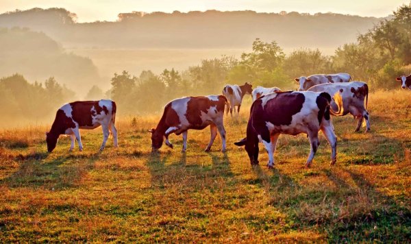 Коровы пасутся