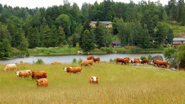 Деревня Луга коровы