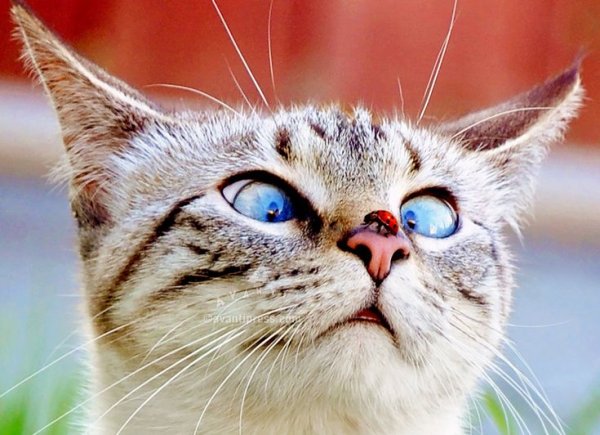 Лето на носу котики