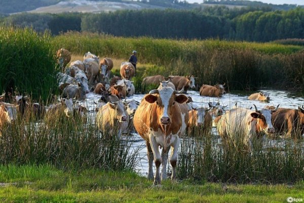 Скотоводство в деревне