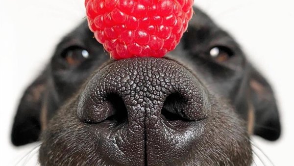 Собака держит на носу апельсин