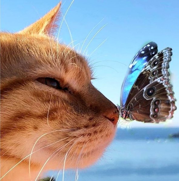 Кот с бабочкой на носу