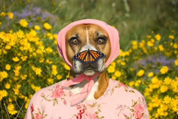 Весна смешная собака