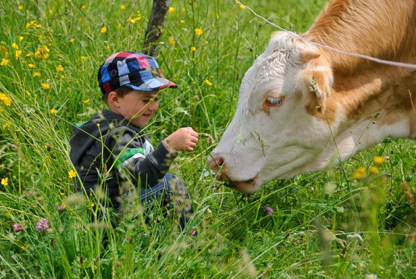 Корова мальчик