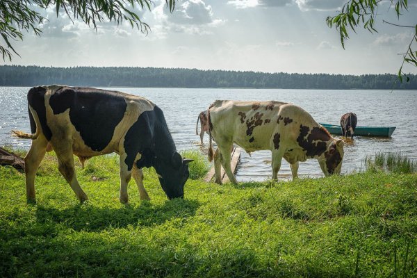 Коровы в деревне