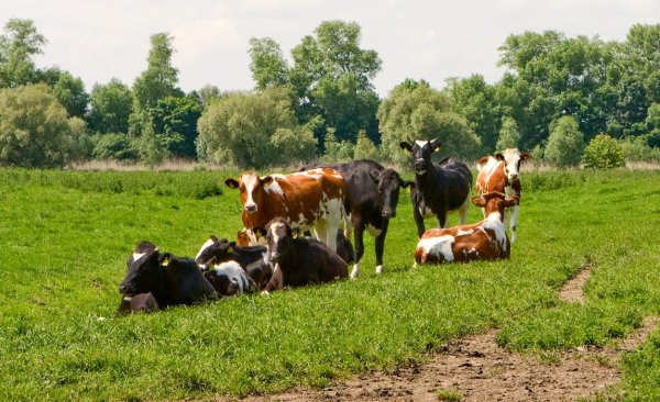 Коровы в деревне