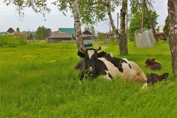 Теленок в деревне